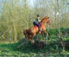 Технические курсы конного конкурс, тесты взаимопонимании между лошади и всадника через различные испытания.